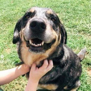 Meet your Posher, Logan